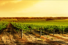 Winery Tour